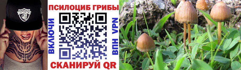 Галлюциногенные грибы Cubensis  продажа наркотиков  Богучар 